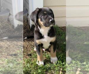 Shepweiller Dogs for adoption in Woodstock , GA, USA