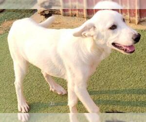 Labrador Retriever Dogs for adoption in Carrollton, TX, USA