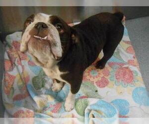 Bulldog Dogs for adoption in Orange, CA, USA