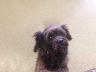 Havanese-Unknown Mix Dogs for adoption in Valley Falls, KS, USA