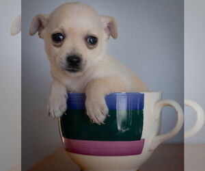 Chiranian Dogs for adoption in Bellevue, WA, USA