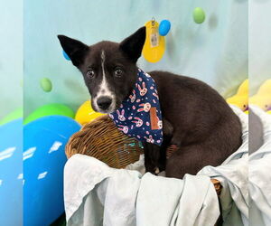 Huskies -Unknown Mix Dogs for adoption in Bryant, AR, USA