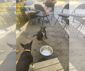 Irish Terrier Dogs for adoption in Victorville, CA, USA