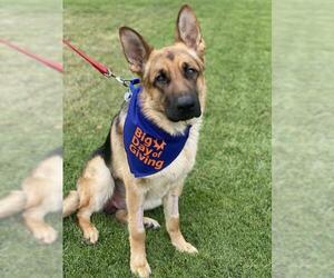 German Shepherd Dog Dogs for adoption in West Sacramento, CA, USA
