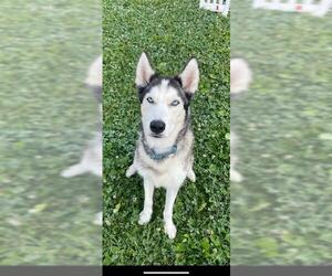 Siberian Husky Dogs for adoption in Vaughan, Ontario, Canada
