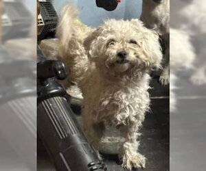Maltese Dogs for adoption in Tracy, CA, USA