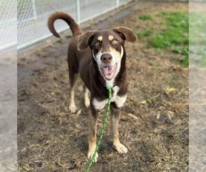 Labrador Retriever-Unknown Mix Dogs for adoption in Modesto, CA, USA