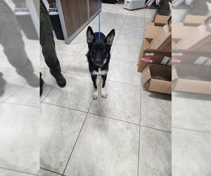 German Shepherd Dog-Unknown Mix Dogs for adoption in Temple, TX, USA