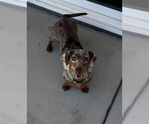 Dachshund Dogs for adoption in Hesperia, CA, USA