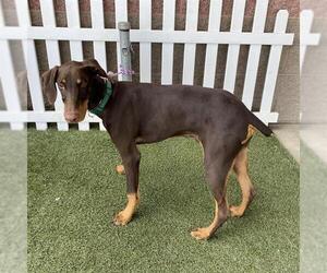 Doberman Pinscher Dogs for adoption in Modesto, CA, USA