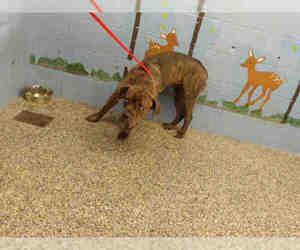 Bullmastiff Dogs for adoption in San Bernardino, CA, USA