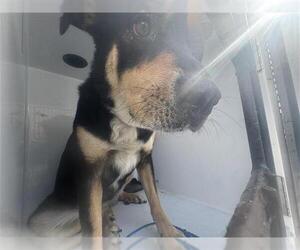 German Shepherd Dog-Unknown Mix Dogs for adoption in Houston, TX, USA