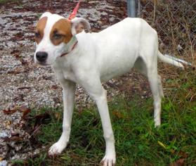 Pointer-Unknown Mix Dogs for adoption in Westwood, NJ, USA