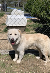 Golden Pyrenees Dogs for adoption in Crossville, AL, USA