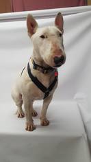 Bull Terrier Dogs for adoption in Phoenix , AZ, USA