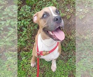 American Staffordshire Terrier-Unknown Mix Dogs for adoption in Fort Lauderdale, FL, USA