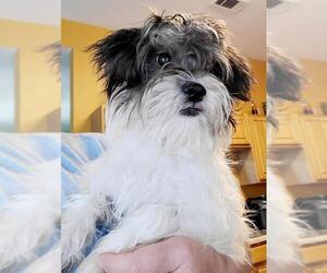 Mal-Shi Dogs for adoption in Marrero, LA, USA