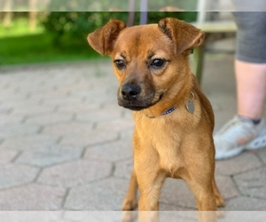 Puggle Dogs for adoption in Hampton Bays, NY, USA