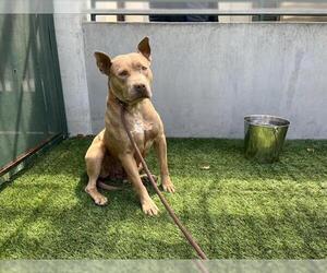 American Pit Bull Terrier Dogs for adoption in Pasadena, CA, USA