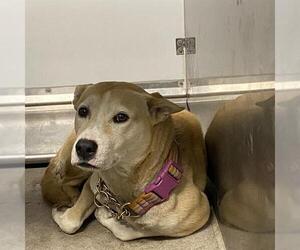 Carolina Dog-Unknown Mix Dogs for adoption in Modesto, CA, USA