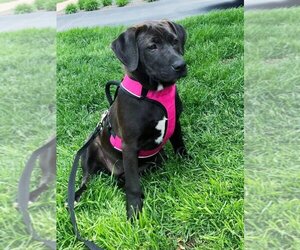 Labrador Retriever-Unknown Mix Dogs for adoption in Elgin, IL, USA