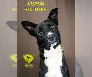 German Shepherd Dog Dogs for adoption in Stockton, CA, USA