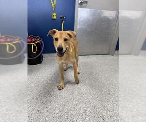 Labrador Retriever-Unknown Mix Dogs for adoption in Pasadena, TX, USA