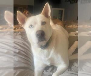 Siberian Husky-Unknown Mix Dogs for adoption in Oklahoma City, OK, USA