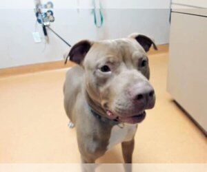 American Pit Bull Terrier Dogs for adoption in Martinez, CA, USA