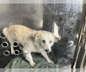 Chihuahua-Unknown Mix Dogs for adoption in Naples, FL, USA
