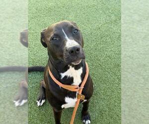 Labrador Retriever-Unknown Mix Dogs for adoption in Fayetteville, NC, USA