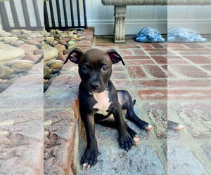 American Staffordshire Terrier Dogs for adoption in San Juan Capistrano, CA, USA