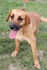 Mutt Dogs for adoption in Junction, TX, USA