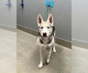 Siberian Husky-Unknown Mix Dogs for adoption in Las Vegas, NV, USA