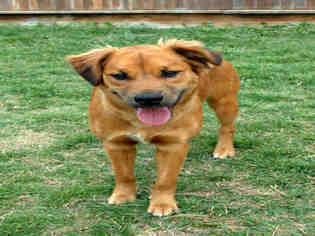 Golden Shepherd Dogs for adoption in Plano, TX, USA