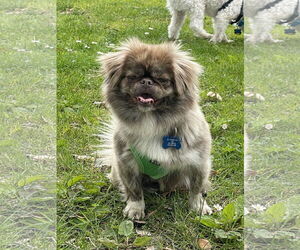 Pekingese-Unknown Mix Dogs for adoption in Milpitas, CA, USA