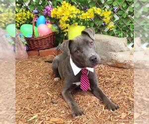 American Pit Bull Terrier-Unknown Mix Dogs for adoption in Oklahoma City, OK, USA