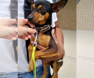 Miniature Pinscher-Unknown Mix Dogs for adoption in Middlesex, NC, USA