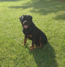 Rottweiler Dogs for adoption in Holland, MI, USA