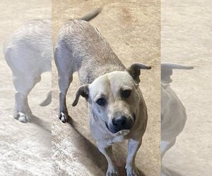 Black Mouth Cur-Labrador Retriever Mix Dogs for adoption in Okolona, MS, USA