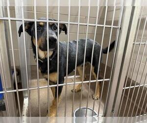 Shepweiller Dogs for adoption in Aurora, IL, USA