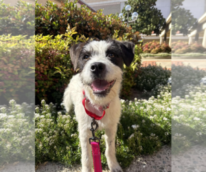 Jack Russell Terrier-Unknown Mix Dogs for adoption in Fresno, CA, USA