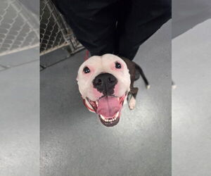 American Pit Bull Terrier Dogs for adoption in Glen Allen, VA, USA