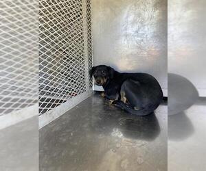 Dachshund Dogs for adoption in Bakersfield, CA, USA