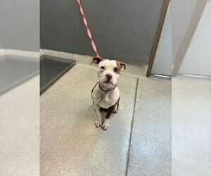 Boxer-Unknown Mix Dogs for adoption in Tallahassee, FL, USA