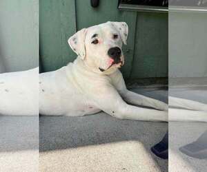 Boxador Dogs for adoption in Hinton, WV, USA