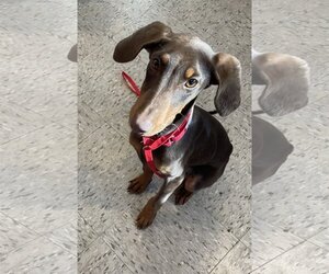 Doberman Pinscher Dogs for adoption in Wakefield, RI, USA