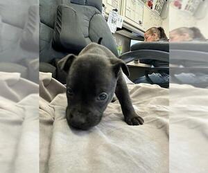 American Pit Bull Terrier Dogs for adoption in Stockton, CA, USA