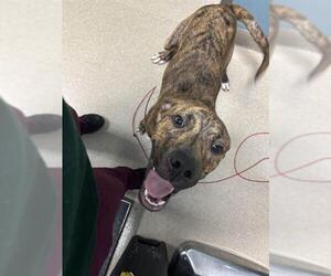 American Pit Bull Terrier-Unknown Mix Dogs for adoption in Newton, NC, USA