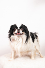 Japanese Chin Dogs for adoption in St. Louis Park, MN, USA